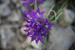 Edraianthus tenuifolius