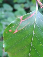 Stigmella tityrella