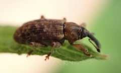 Dorytomus taeniatus