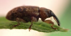 Dorytomus taeniatus