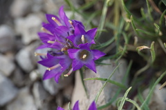 Edraianthus tenuifolius