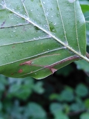 Stigmella tityrella
