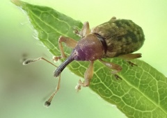 Dorytomus taeniatus