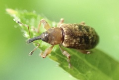 Dorytomus taeniatus