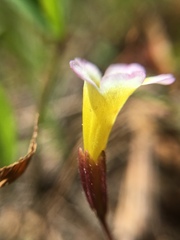 Erythranthe trinitiensis