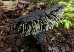 Sarcodon carbonarius