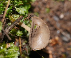 Helvella fibrosa