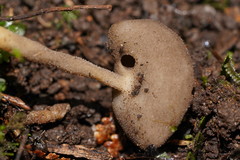 Helvella fibrosa