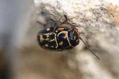 Pachybrachis exclusus