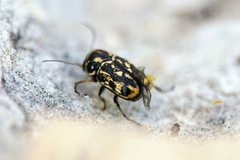 Pachybrachis exclusus