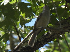 Baeolophus atricristatus