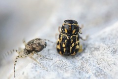 Pachybrachis exclusus