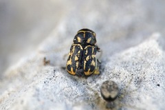 Pachybrachis exclusus