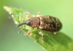 Dorytomus taeniatus