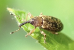 Dorytomus taeniatus