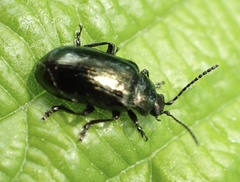 Phratora vulgatissima