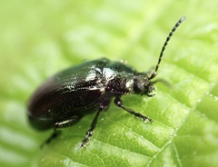 Phratora vulgatissima