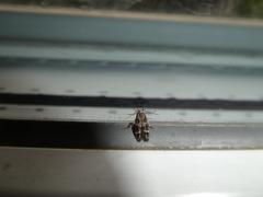 Mompha sturnipennella