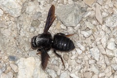 Megachile parietina