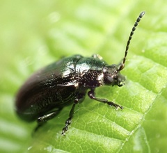 Phratora vulgatissima