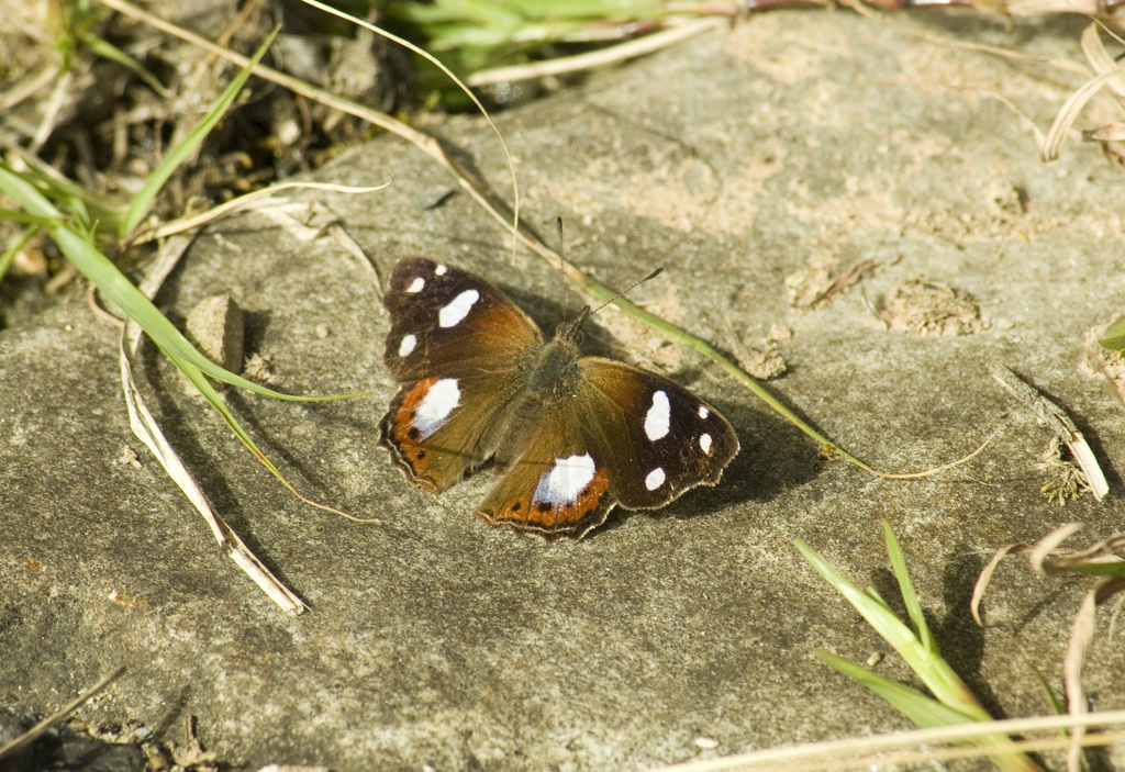 Cybdelis mnasylus
