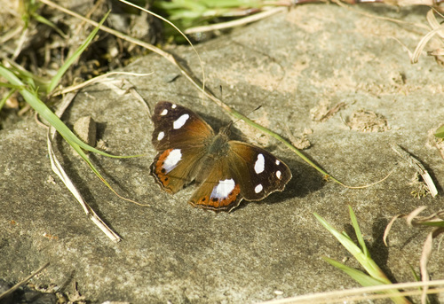 Cybdelis mnasylus