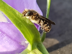 Chelostoma rapunculi