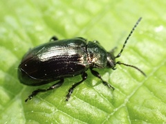 Phratora vulgatissima