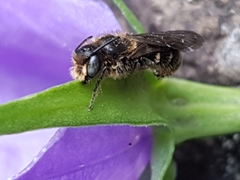 Chelostoma rapunculi