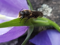 Chelostoma rapunculi