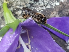 Chelostoma rapunculi