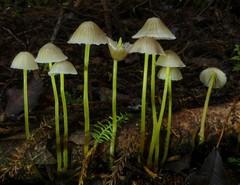 Mycena subviscosa