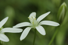 Ornithogalum umbellatum