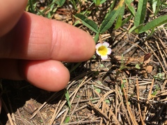 Erythranthe trinitiensis