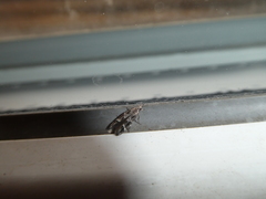 Mompha sturnipennella