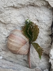 Helix pomatia