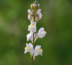 Linaria microsepala