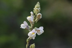 Linaria microsepala