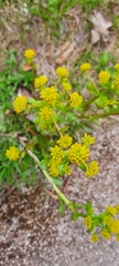 Barbarea vulgaris