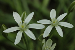 Ornithogalum umbellatum