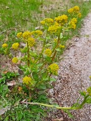 Barbarea vulgaris
