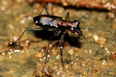 Cylindera decolorata