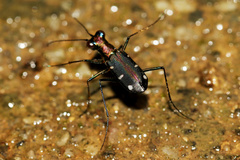 Cylindera decolorata