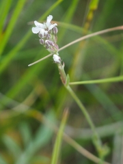 Gypsophila fastigiata