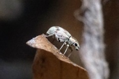 Pseudomyllocerus neapolitanus