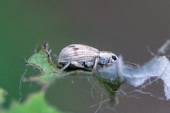Pseudomyllocerus neapolitanus