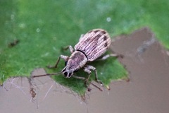 Pseudomyllocerus neapolitanus