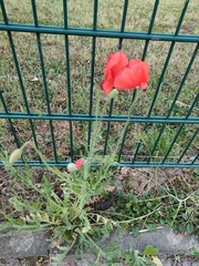 Papaver rhoeas