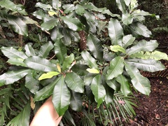 Quintinia verdonii