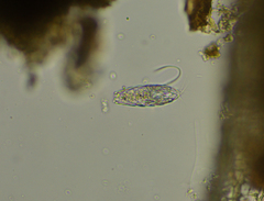Euglypha cristata